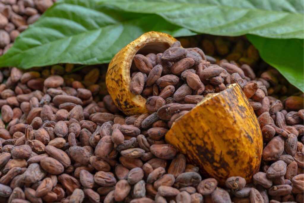 cacao CHOCOLATE