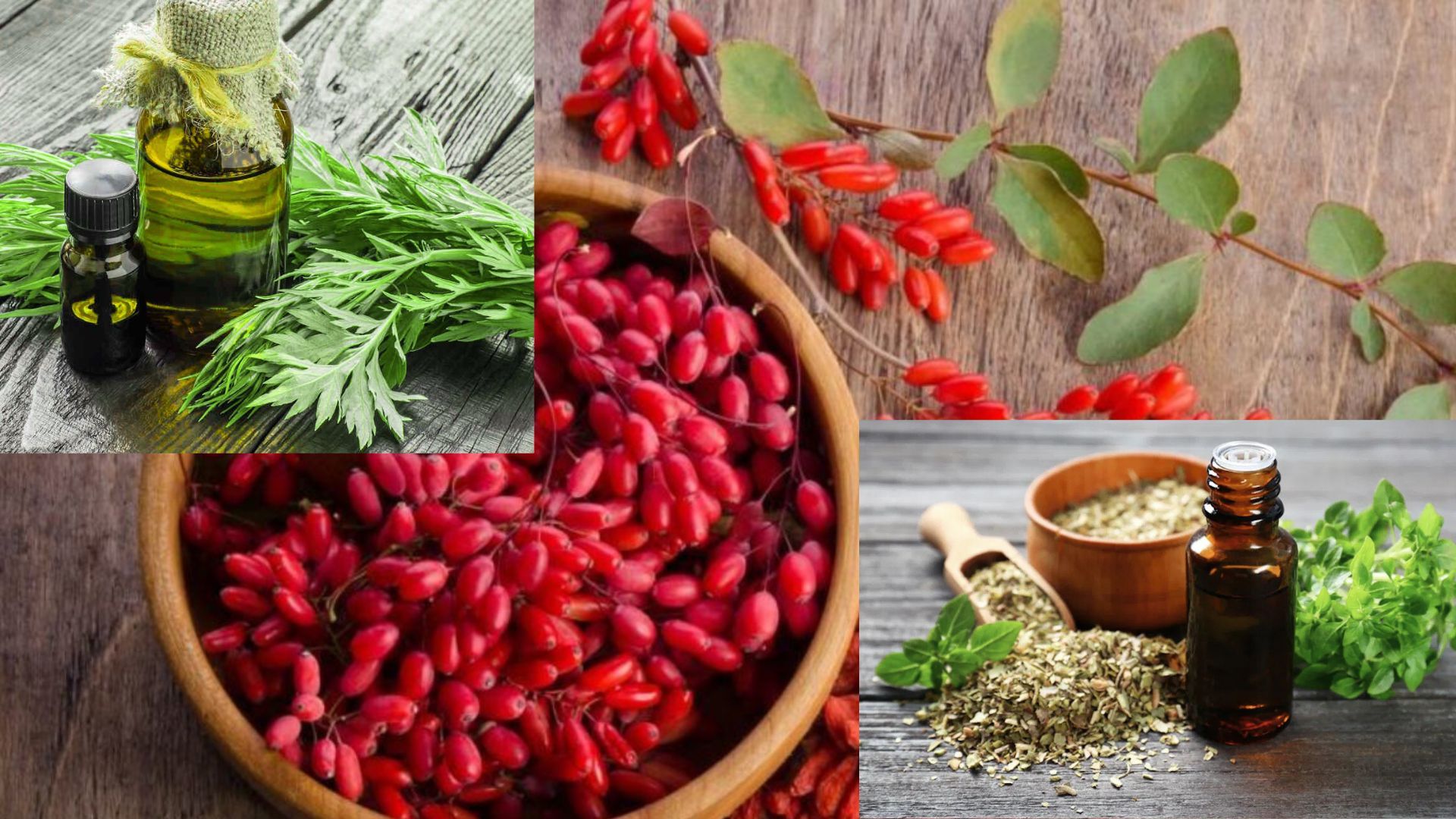 Aceite de orégano, berberina y Artemisia annua: alternativas naturales para tratar el SIBO